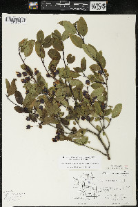 Ilex mucronata image