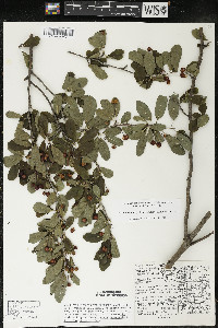 Ilex mucronata image
