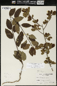 Ilex mucronata image