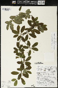 Ilex mucronata image