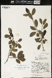 Ilex mucronata image