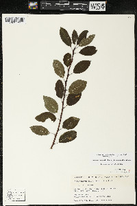 Ilex mucronata image