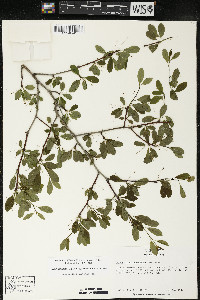 Ilex mucronata image