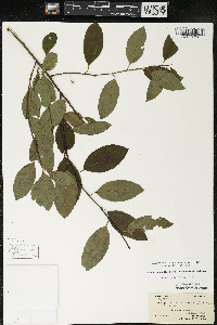 Ilex mucronata image