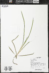 Vallisneria americana image