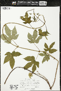 Humulus lupulus var. neomexicanus image