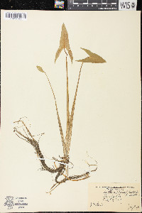 Sagittaria latifolia f. hastata image