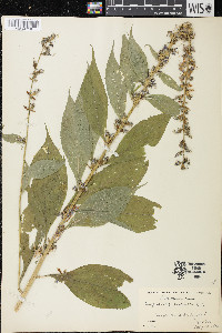 Campanulastrum americanum image