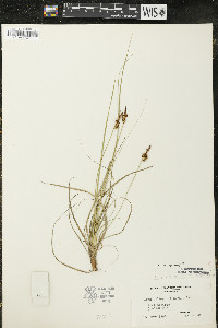 Carex inops subsp. heliophila image