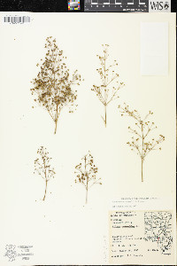 Alisma subcordatum image