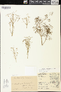 Alisma subcordatum image