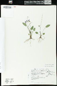 Viola sagittata var. sagittata image