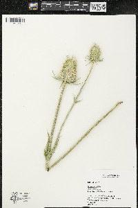 Dipsacus laciniatus image