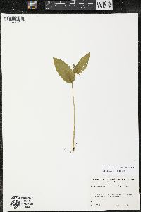 Maianthemum canadense var. canadense image