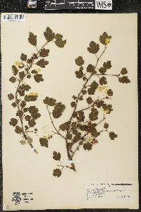 Ribes alpinum image