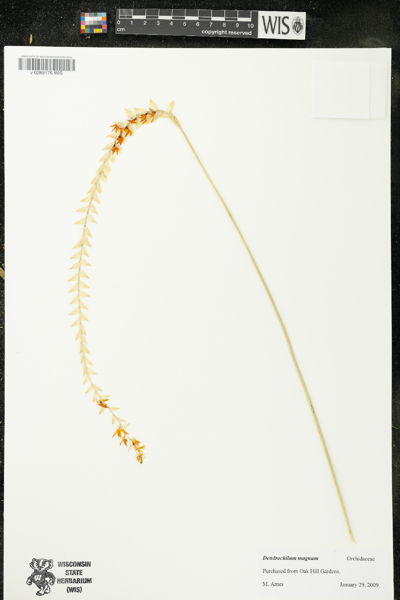 Dendrochilum magnum image
