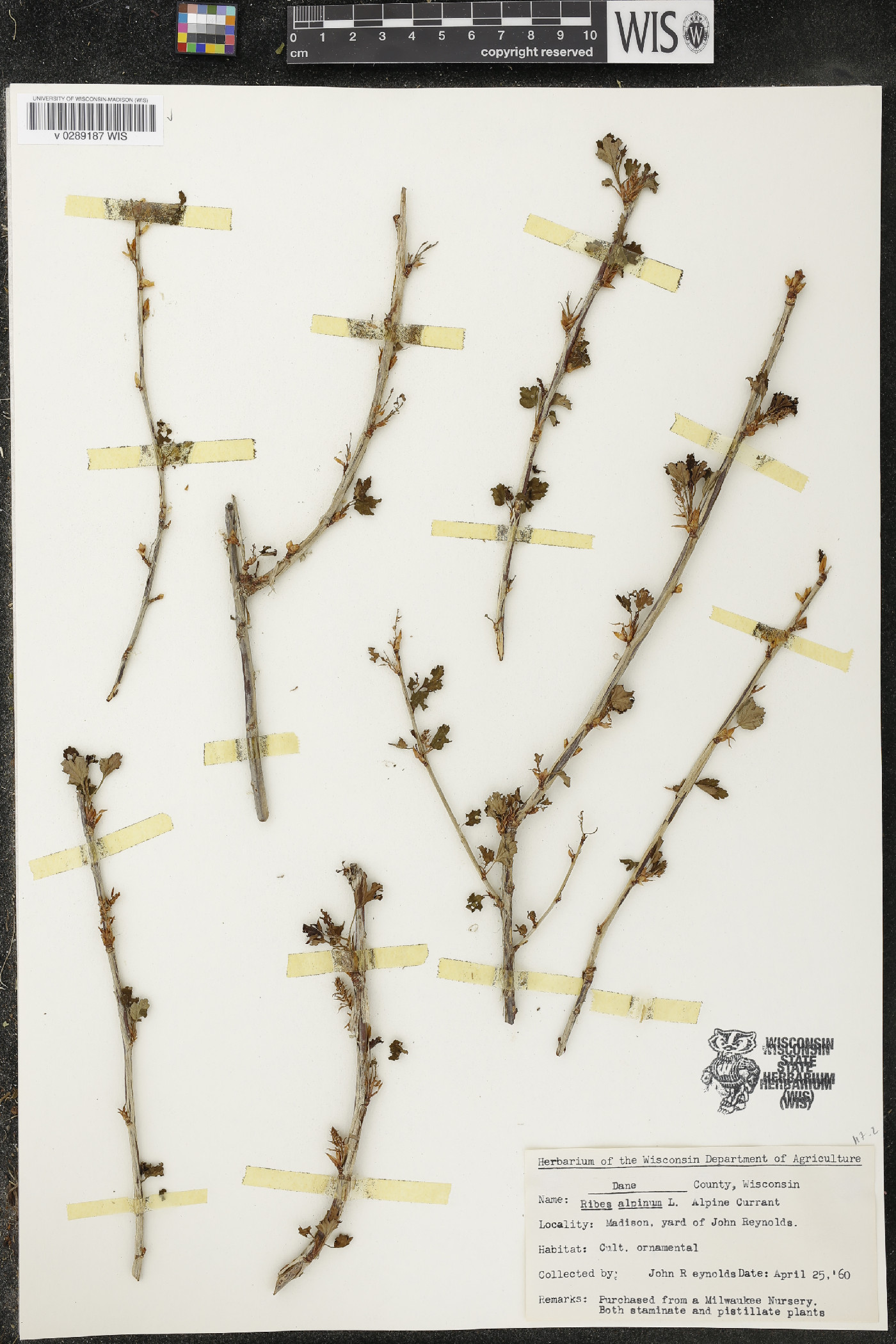 Ribes alpinum image