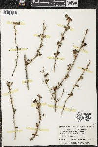 Ribes alpinum image