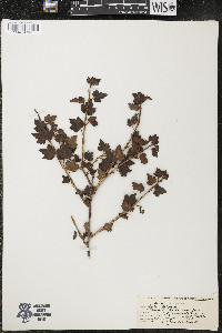 Ribes alpinum image