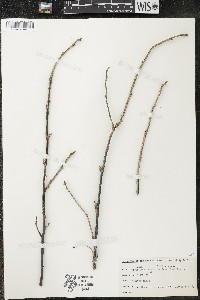 Ribes americanum image