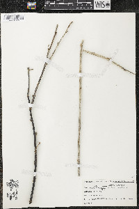 Ribes americanum image