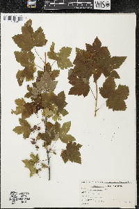 Ribes americanum image