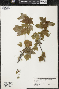 Ribes americanum image