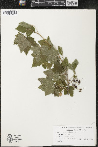 Ribes americanum image