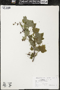 Ribes americanum image