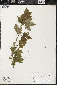 Ribes americanum image