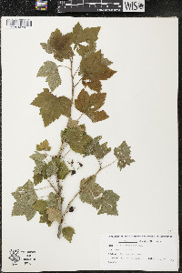 Ribes americanum image