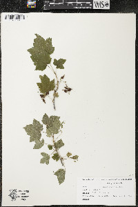 Ribes americanum image