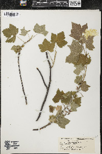 Ribes americanum image