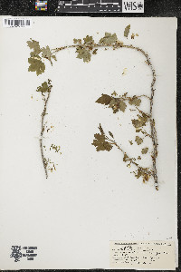Ribes americanum image