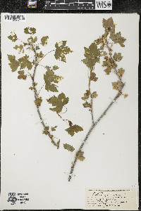 Ribes americanum image