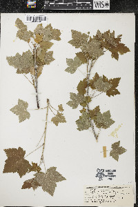 Ribes americanum image