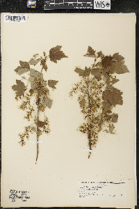 Ribes americanum image