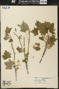 Ribes americanum image
