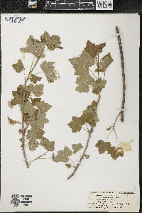 Ribes americanum image