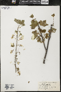 Ribes americanum image