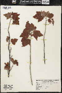 Ribes americanum image