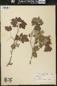 Ribes americanum image