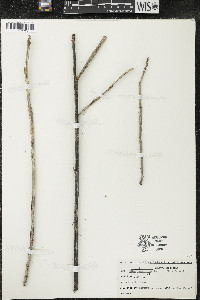 Ribes americanum image