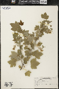 Ribes americanum image