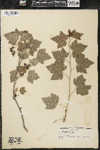 Ribes americanum image