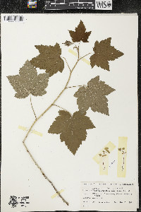 Ribes americanum image