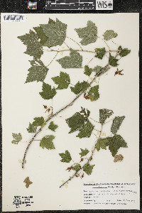 Ribes americanum image