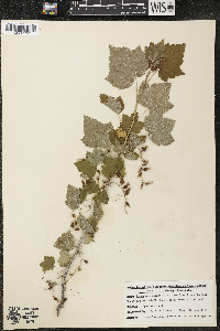 Ribes americanum image