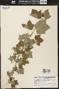 Ribes americanum image