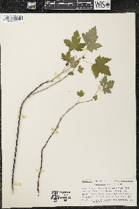 Ribes americanum image